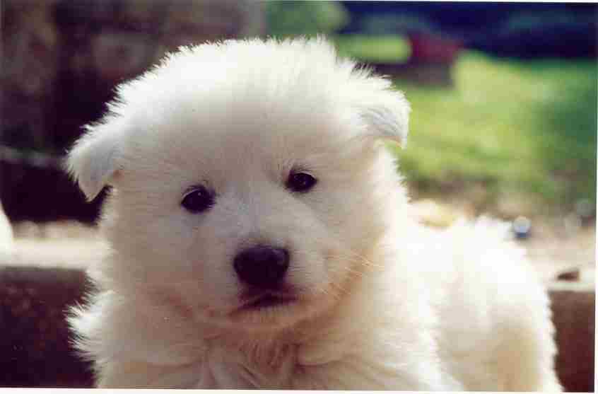 Rencontre chien et chiot